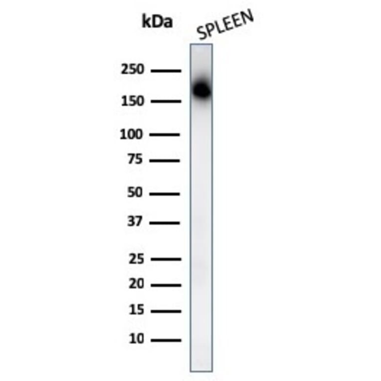 Western Blot - Anti-CD45RA Antibody [PTPRC/1131] (A249786) - Antibodies.com