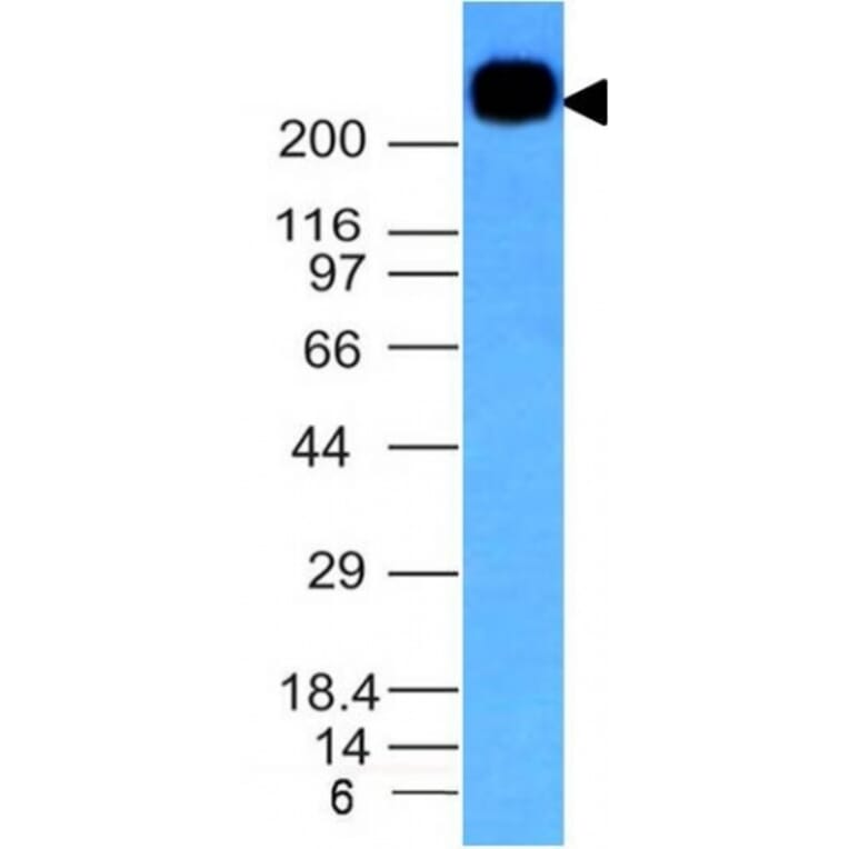 Western Blot - Anti-CD45RB Antibody [PTPRC/1132] (A249787) - Antibodies.com