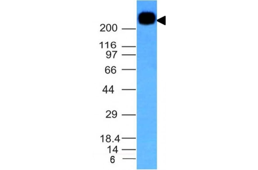 Western Blot - Anti-CD45RB Antibody [PTPRC/1147] (A249788) - Antibodies.com