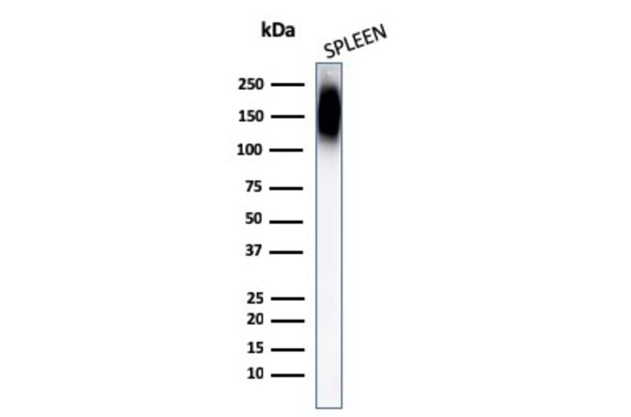 Western Blot - Anti-CD45RB Antibody [PTPRC/1147] (A249788) - Antibodies.com