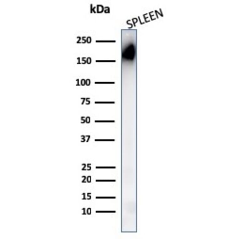 Western Blot - Anti-CD45RA Antibody [PTPRC/1148] (A249789) - Antibodies.com
