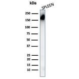 Western Blot - Anti-CD45RA Antibody [PTPRC/1148] (A249789) - Antibodies.com