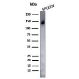 Western Blot - Anti-CD45RO Antibody [UCHL-1 + T200/797] (A249790) - Antibodies.com