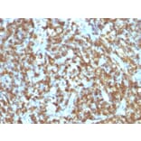 Immunohistochemistry - Anti-CD45RO Antibody [SPM125] (A249791) - Antibodies.com