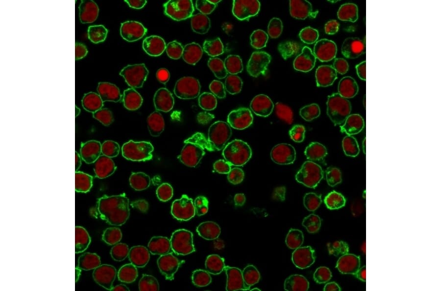Immunofluorescence - Anti-CD45 Antibody [PTPRC/1461] (A249794) - Antibodies.com