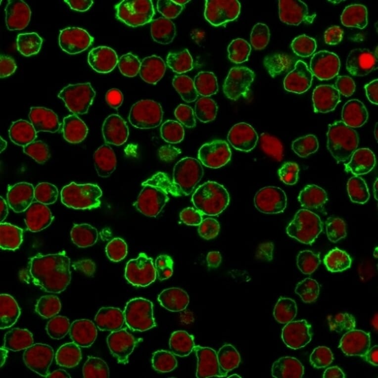 Immunofluorescence - Anti-CD45 Antibody [PTPRC/1461] (A249794) - Antibodies.com