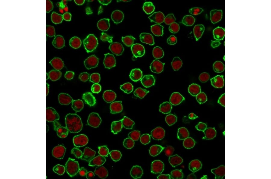 Immunofluorescence - Anti-CD45 Antibody [F10-89-4] (A249794) - Antibodies.com