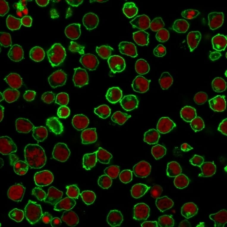 Immunofluorescence - Anti-CD45 Antibody [F10-89-4] (A249794) - Antibodies.com