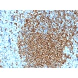 Immunohistochemistry - Anti-CD45RA Antibody [K4B5] (A249797) - Antibodies.com