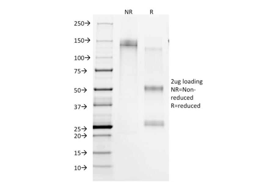 Immunofluorescence - Anti-CD45RA Antibody [158-4D3] (A249799) - Antibodies.com