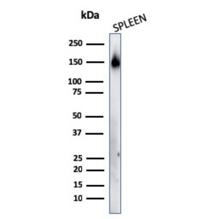 Western Blot - Anti-CD45RA Antibody [158-4D3] (A249799) - Antibodies.com