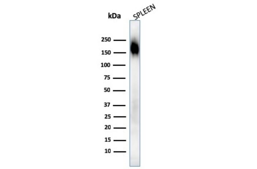 Western Blot - Anti-CD45RA Antibody [SPM568] (A249800) - Antibodies.com