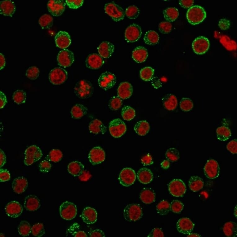 Immunofluorescence - Anti-CD45RA Antibody [SPM568] (A249800) - Antibodies.com