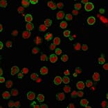 Immunofluorescence - Anti-CD45RA Antibody [SPM568] (A249800) - Antibodies.com