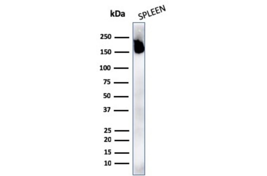 Western Blot - Anti-CD45RA Antibody [rPTPRC/1131] (A249802) - Antibodies.com