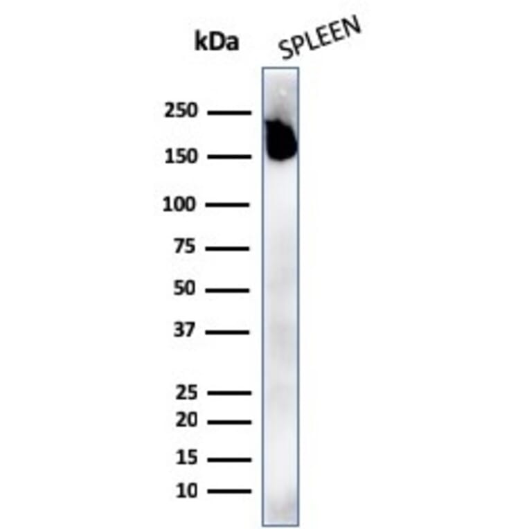 Western Blot - Anti-CD45RA Antibody [rPTPRC/1131] (A249802) - Antibodies.com