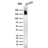 Western Blot - Anti-CD45RA Antibody [rPTPRC/1131] (A249802) - Antibodies.com