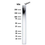 Western Blot - Anti-CD45 Antibody [PTPRC/1666] (A249804) - Antibodies.com
