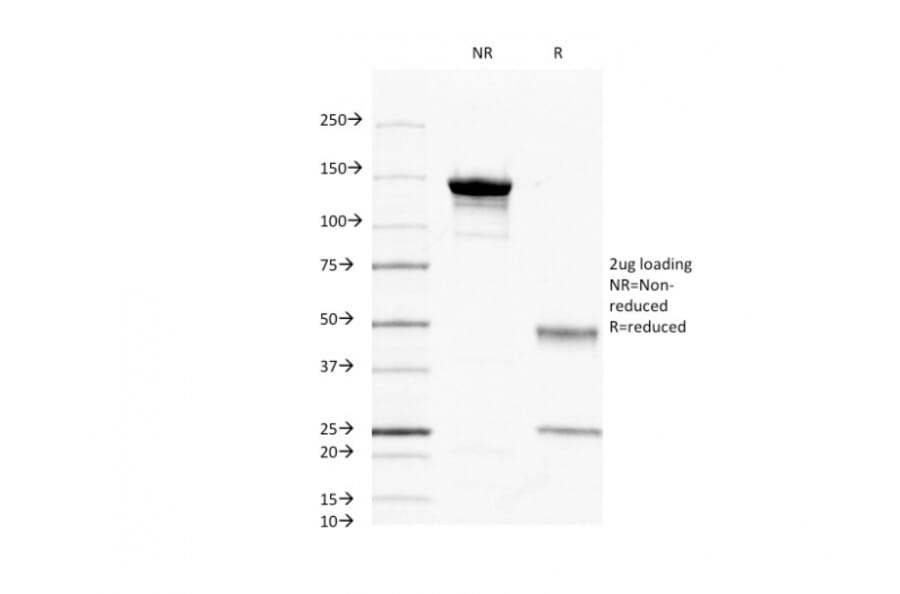 SDS-PAGE - Anti-CD45 Antibody [2B11] (A249805) - Antibodies.com