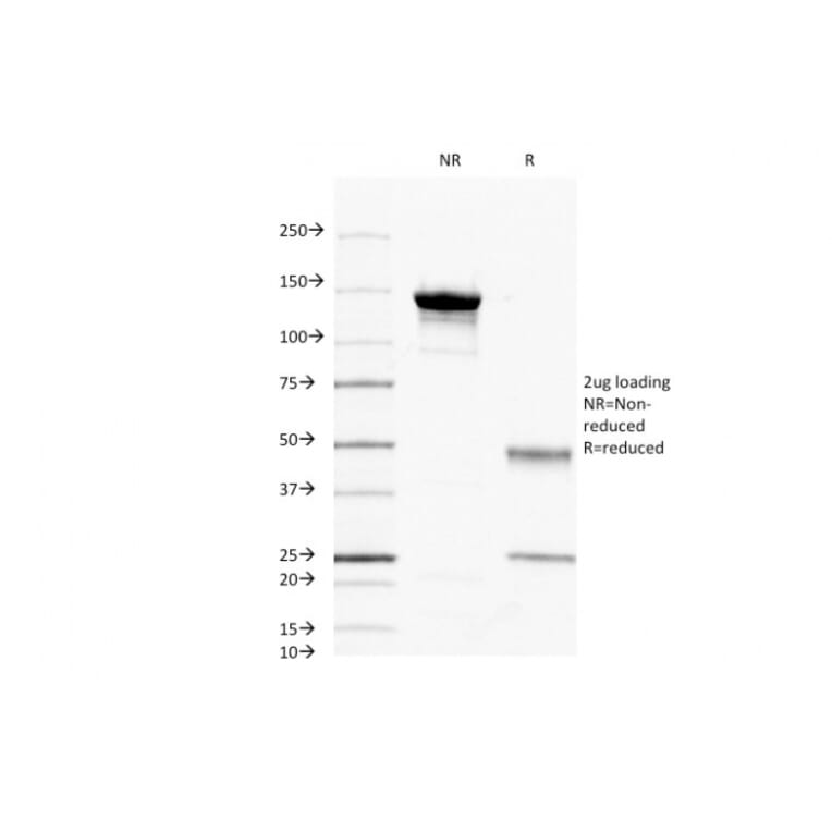 SDS-PAGE - Anti-CD45 Antibody [2B11] (A249805) - Antibodies.com