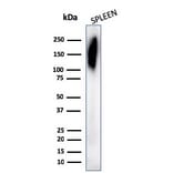 Western Blot - Anti-CD45RB Antibody [PD7/26] (A249807) - Antibodies.com