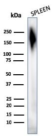 Anti-CD45 Antibody [2B11 + PD7/26] (A249809) | Antibodies.com
