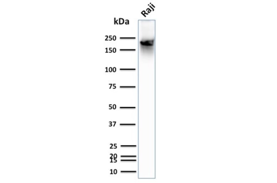 Western Blot - Anti-CD45RB Antibody [BRA-11] (A249811) - Antibodies.com