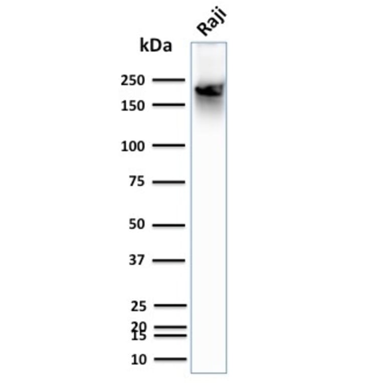 Western Blot - Anti-CD45RB Antibody [BRA-11] (A249811) - Antibodies.com