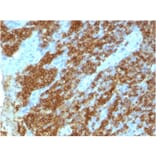 Immunohistochemistry - Anti-CD45RA Antibody [111-1C5] (A249813) - Antibodies.com