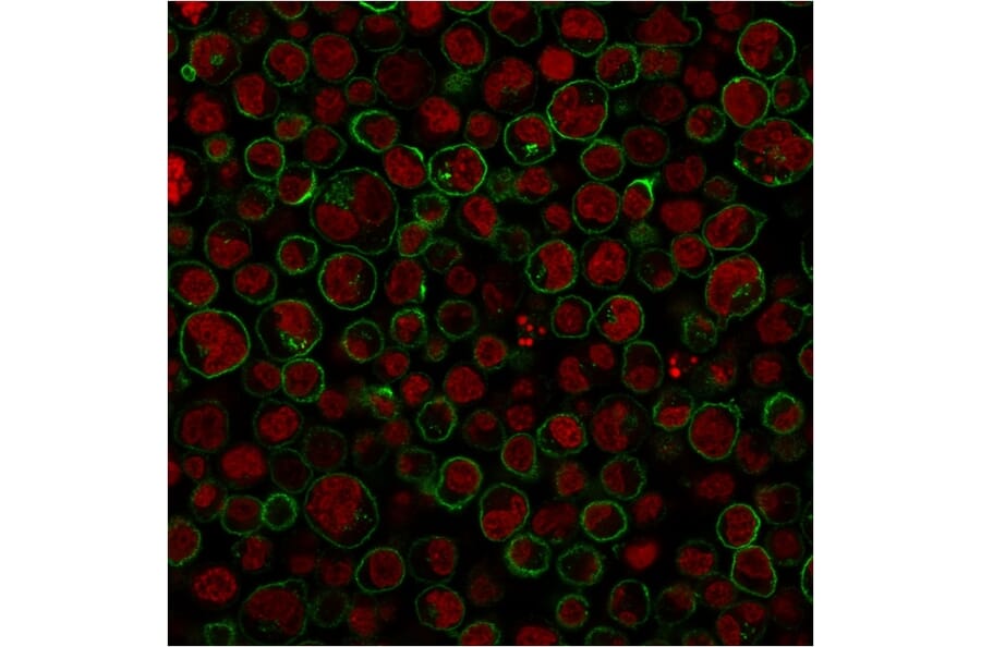 Immunocytochemistry - Anti-CD45RA Antibody [111-1C5] (A249813) - Antibodies.com