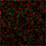 Immunocytochemistry - Anti-CD45RA Antibody [111-1C5] (A249813) - Antibodies.com