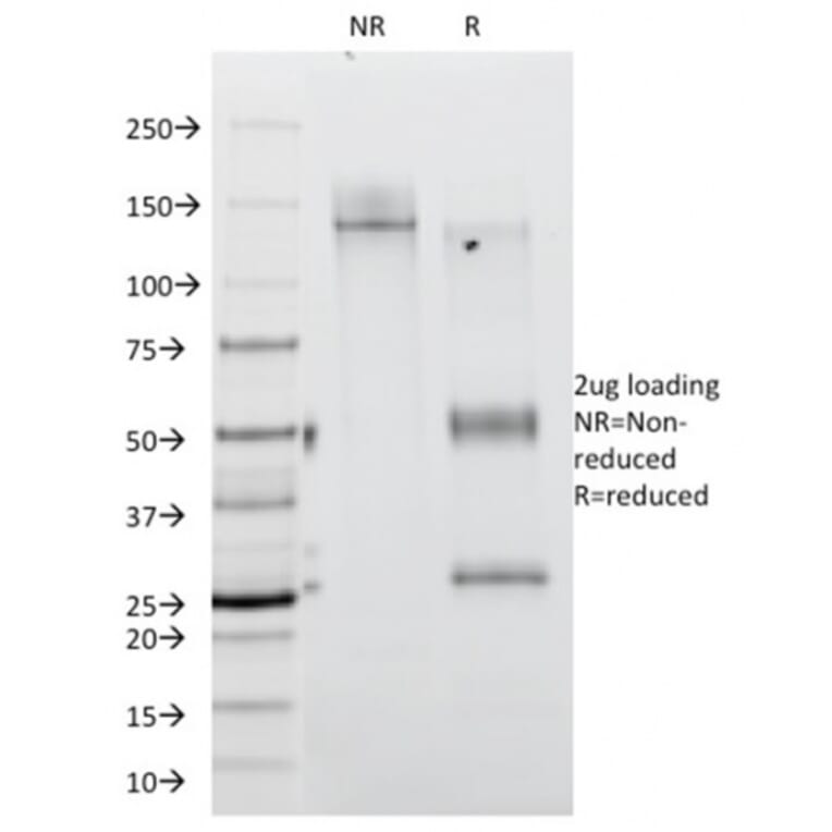 SDS-PAGE - Anti-CD45RA Antibody [111-1C5] (A249813) - Antibodies.com