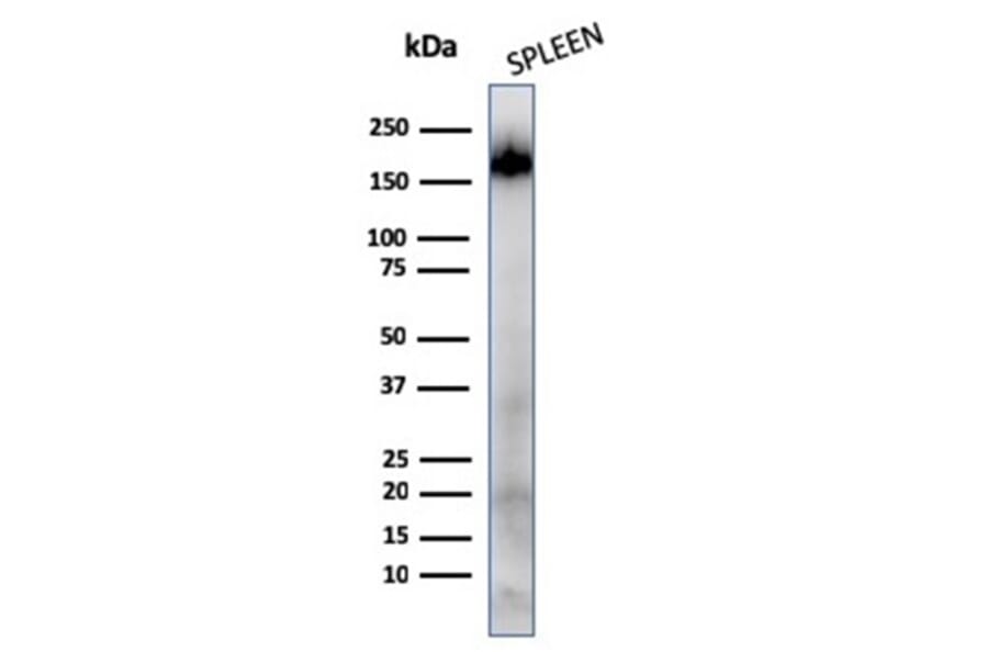 Western Blot - Anti-CD45RA Antibody [111-1C5] (A249813) - Antibodies.com