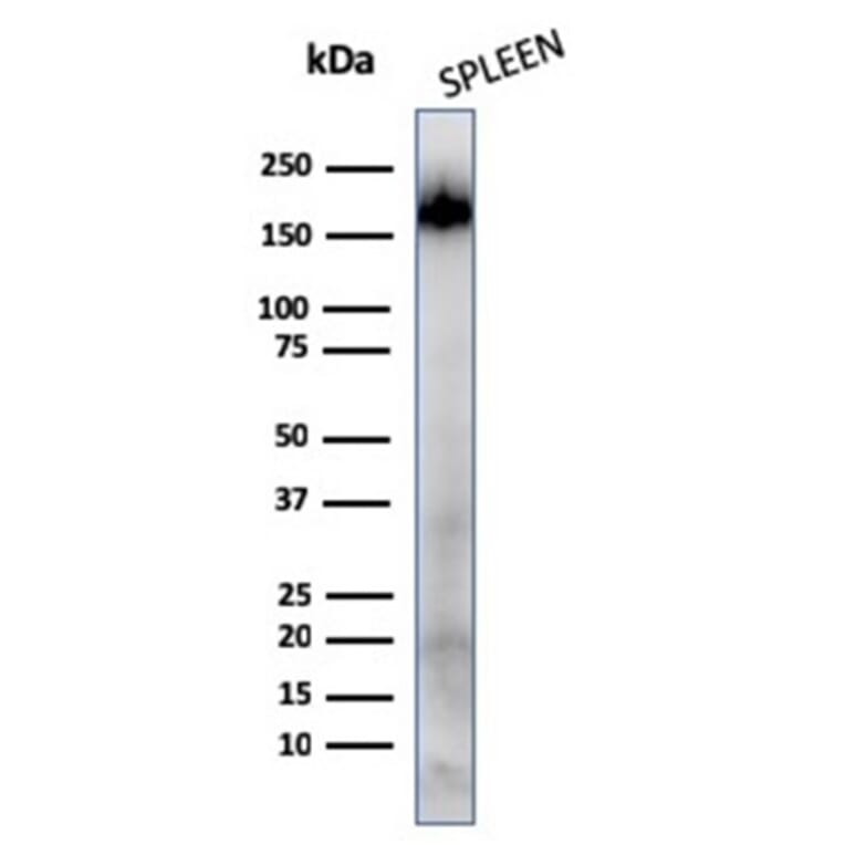 Western Blot - Anti-CD45RA Antibody [111-1C5] (A249813) - Antibodies.com