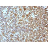 Immunohistochemistry - Anti-CD45RA Antibody [SPM504] (A249813) - Antibodies.com