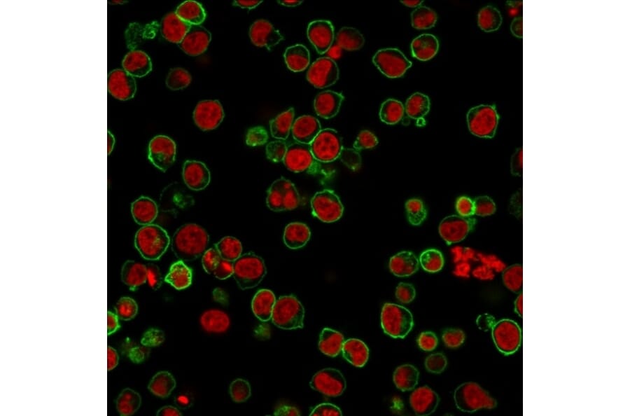 Anti-CD45 Antibody [135-4C5] (A249815) - ICC/IF