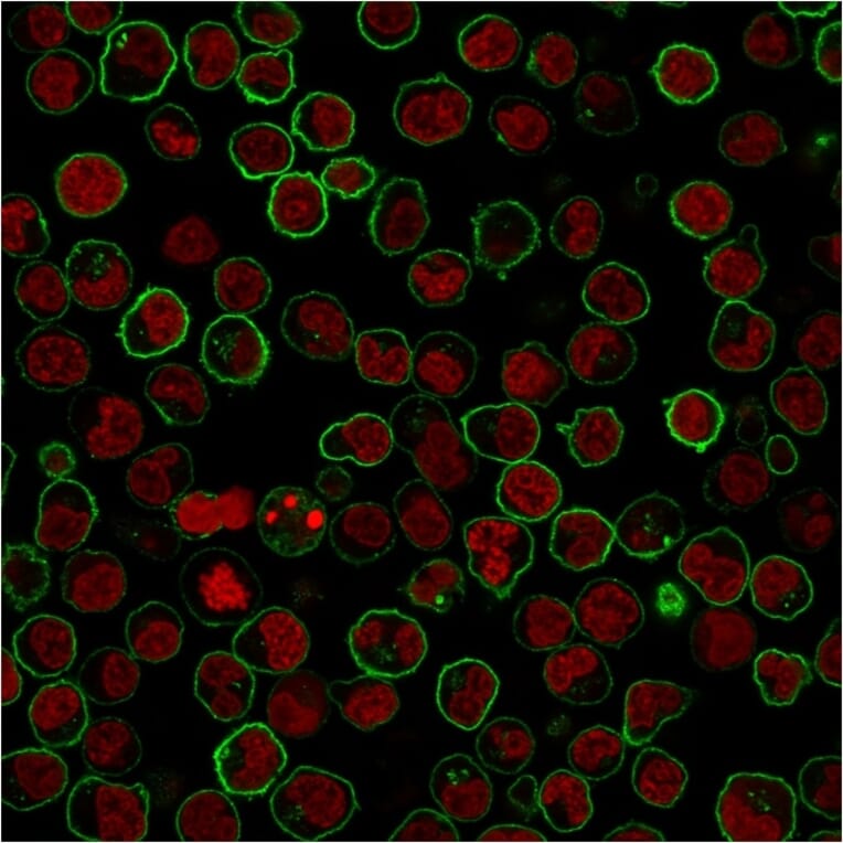 Immunocytochemistry - Anti-CD45RB Antibody [PTPRC/1783R] (A249816) - Antibodies.com