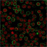 Immunocytochemistry - Anti-CD45RB Antibody [PTPRC/1783R] (A249816) - Antibodies.com