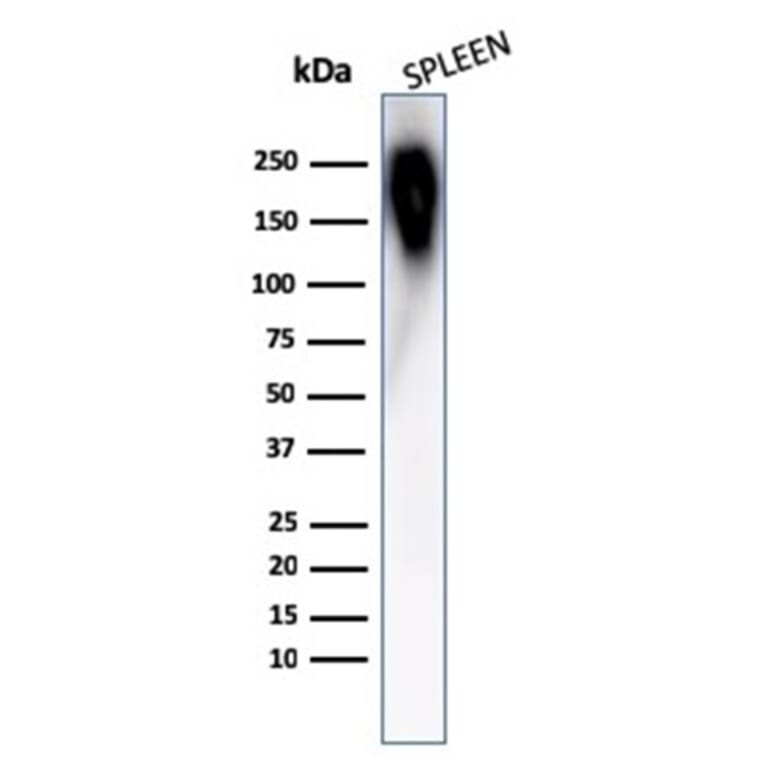 Immunofluorescence - Anti-CD45RB Antibody [PTPRC/1783R] (A249816) - Antibodies.com