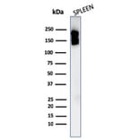 Western Blot - Anti-CD45 Antibody [PTPRC/1975R] (A249817) - Antibodies.com