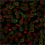Immunocytochemistry - Anti-CD45RB Antibody [PTPRC/2877R] (A249819) - Antibodies.com