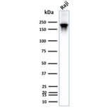 Western Blot - Anti-CD45RB Antibody [PTPRC/2877R] (A249819) - Antibodies.com