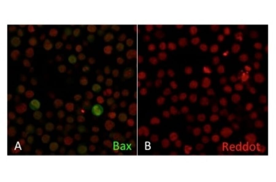 Immunofluorescence - Anti-Bax Antibody [2D2] (A249822) - Antibodies.com