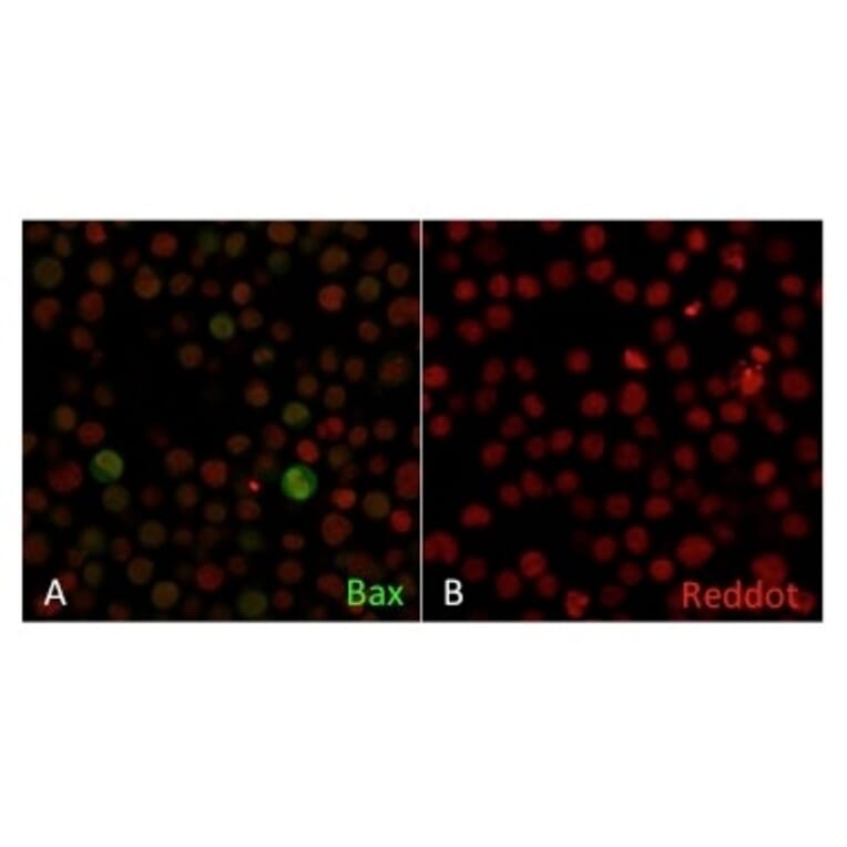 Immunofluorescence - Anti-Bax Antibody [2D2] (A249822) - Antibodies.com