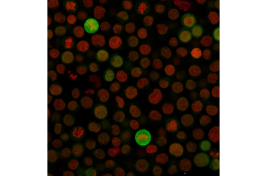 Immunofluorescence - Anti-Bax Antibody [SPM336] (A249823) - Antibodies.com