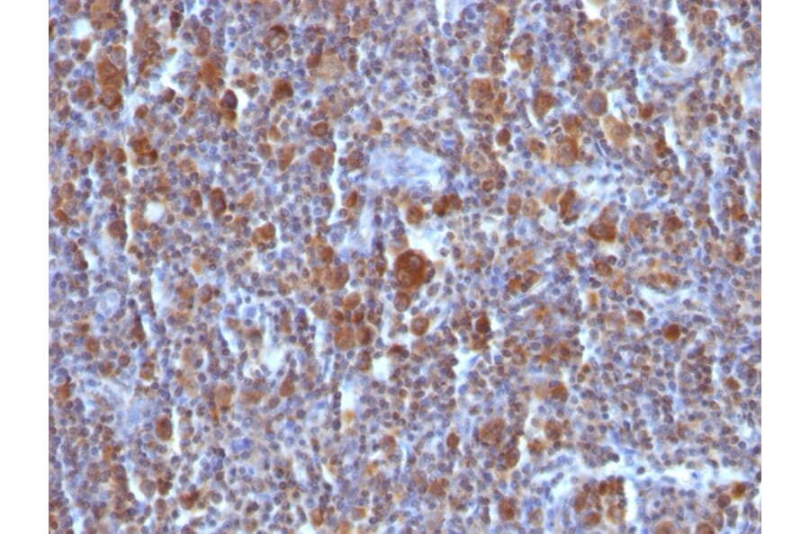 Immunohistochemistry - Anti-Bax Antibody [BAX/962] (A249824) - Antibodies.com