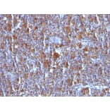 Immunohistochemistry - Anti-Bax Antibody [BAX/962] (A249824) - Antibodies.com