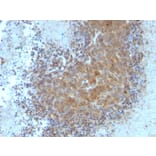 Immunohistochemistry - Anti-Bax Antibody [BAX/962] (A249824) - Antibodies.com