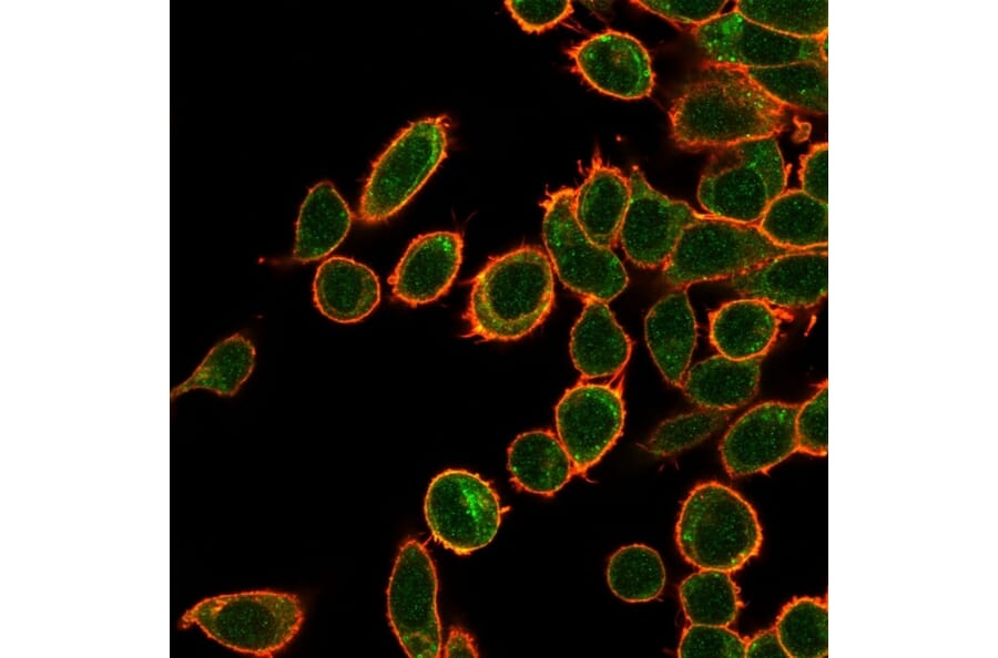 Immunofluorescence - Anti-OVOL2 Antibody [PCRP-OVOL2-2A1] (A249826) - Antibodies.com