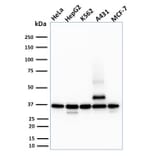 Western Blot - Anti-RAD51 Antibody [RAD51/2701] (A249828) - Antibodies.com